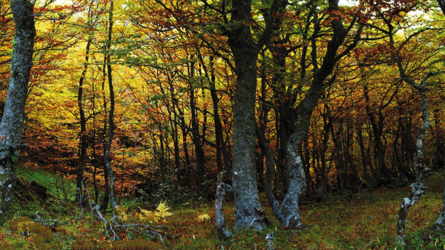 Hayedo de Montegrande