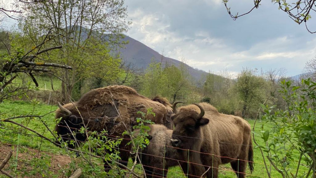 Cercado de los animales - Parque de la Prehistoria
